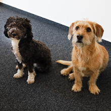 Ivy & Luna